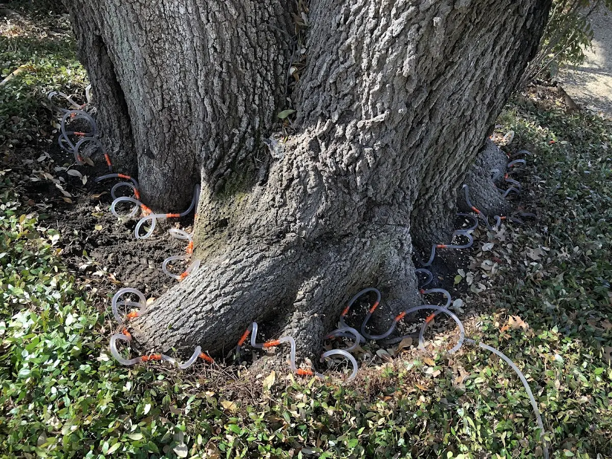 Detailed Tree Cabling and Bracing job site in Cicero